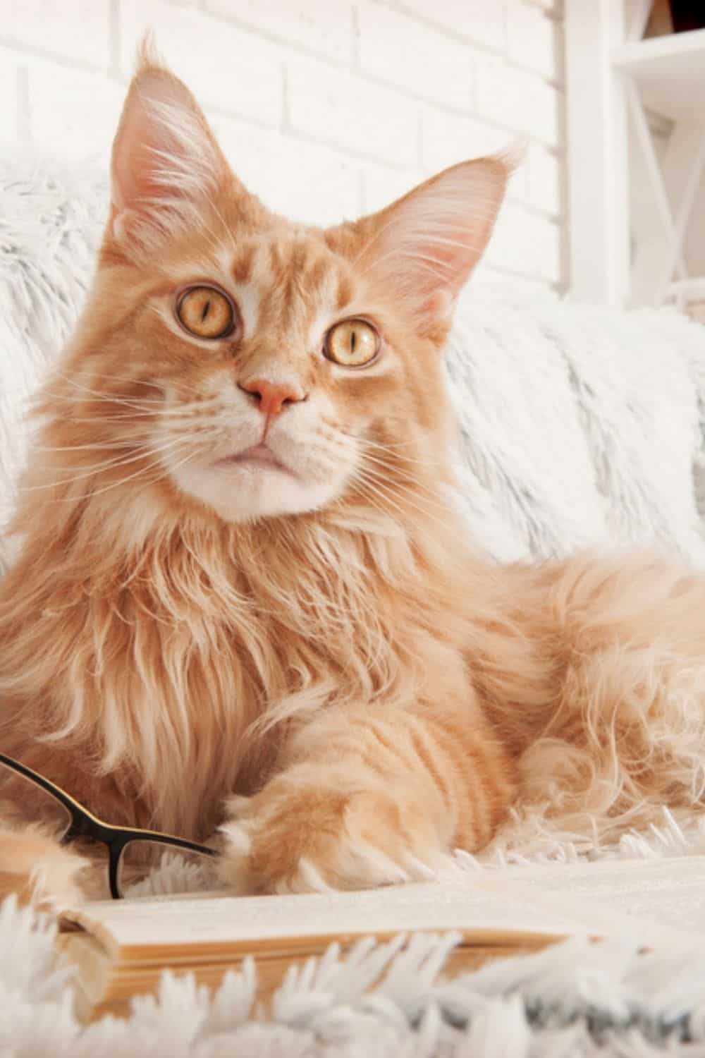 orange maine coon cat