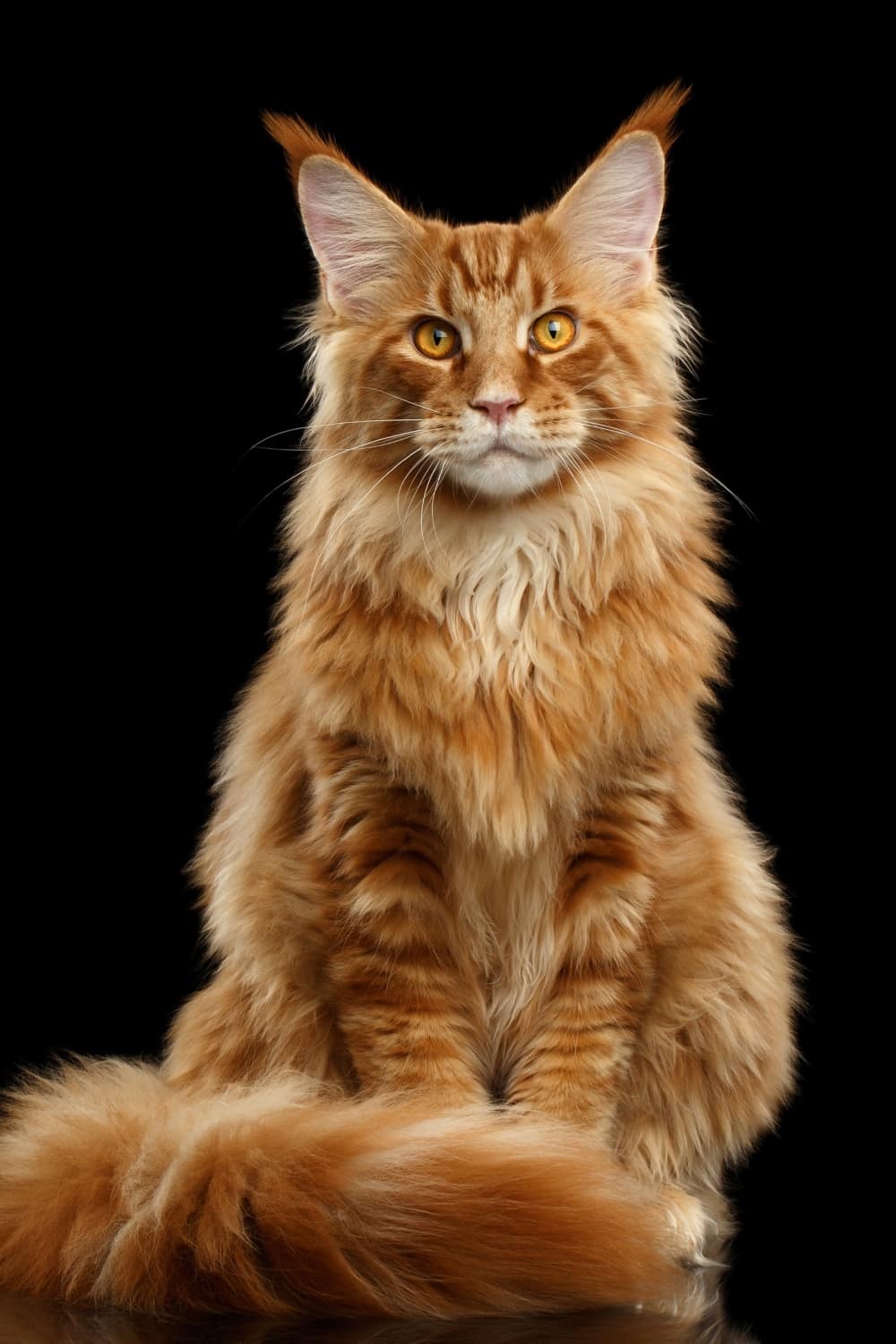 orange maine coon cat