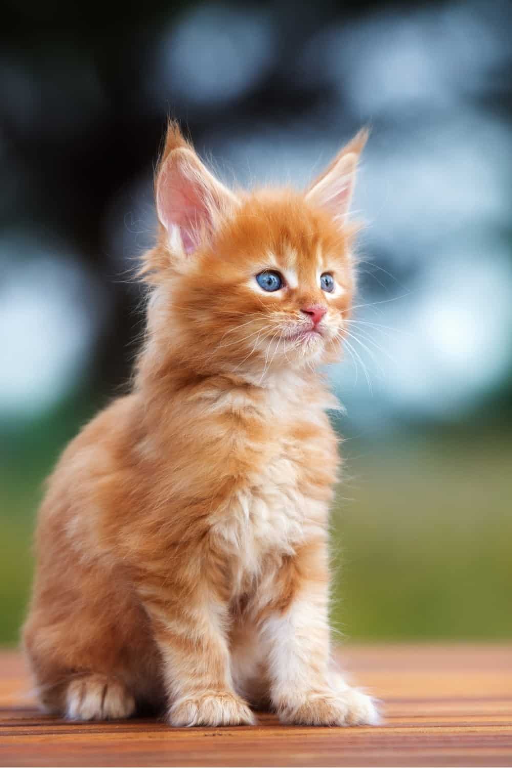 orange maine coon kitten sitting