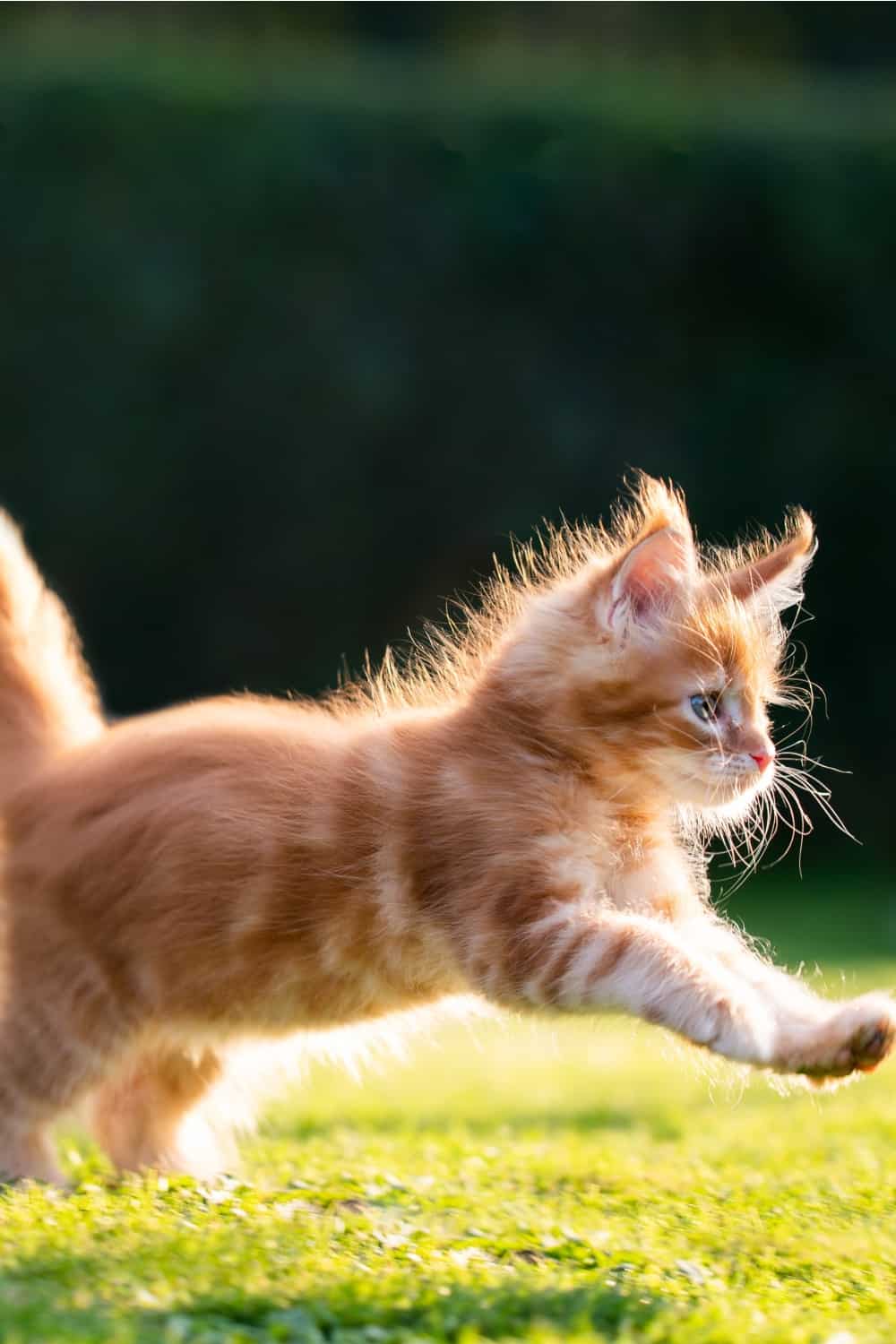 orange maine coon kitten