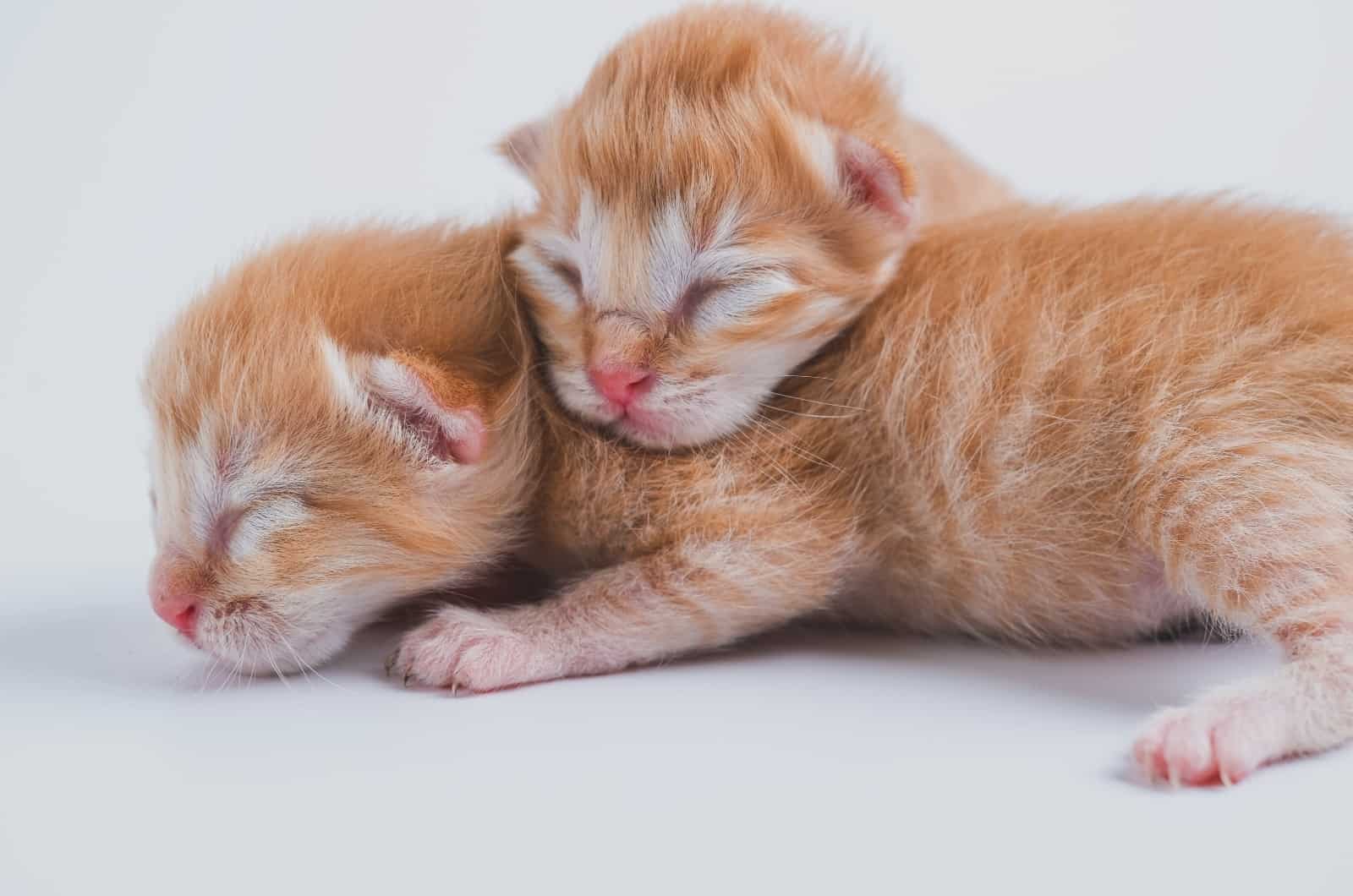 orange newborn kittens