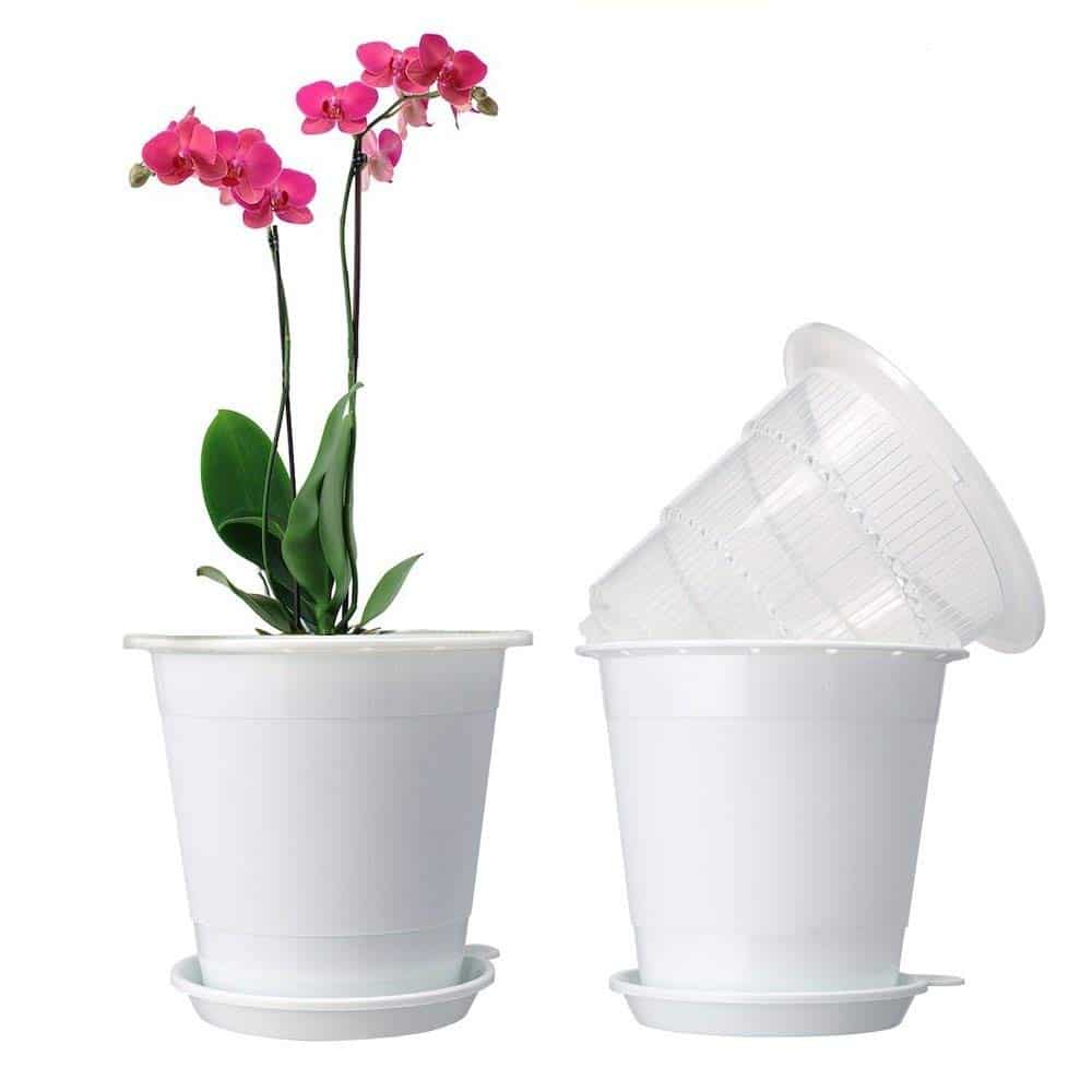 orchid pot