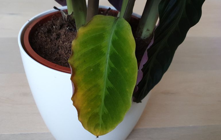 do yellow leaves mean overwatering or underwatering