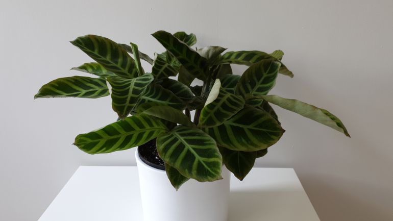 overwatered or underwatered calathea