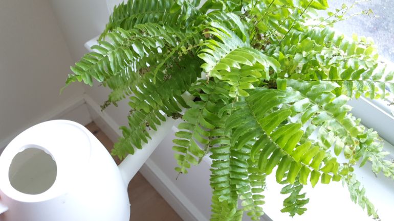 Boston Fern relatively resistant to overwatering