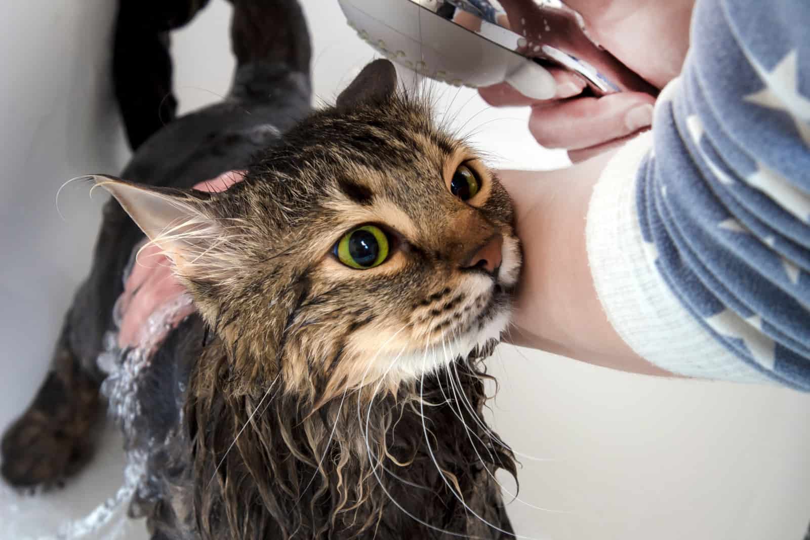 owner bathing his cat