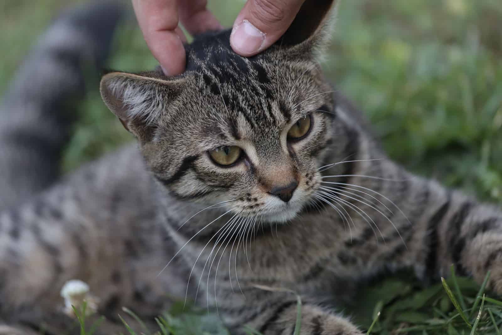 owner pets cat on head and ears