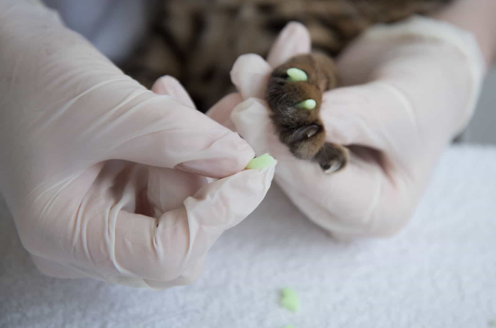 owner putting on nail caps on cat