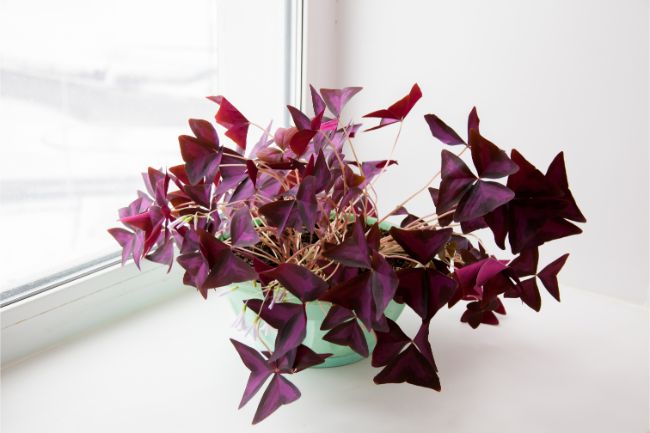 Oxalis triangularis plant purple shamrock on windowsill