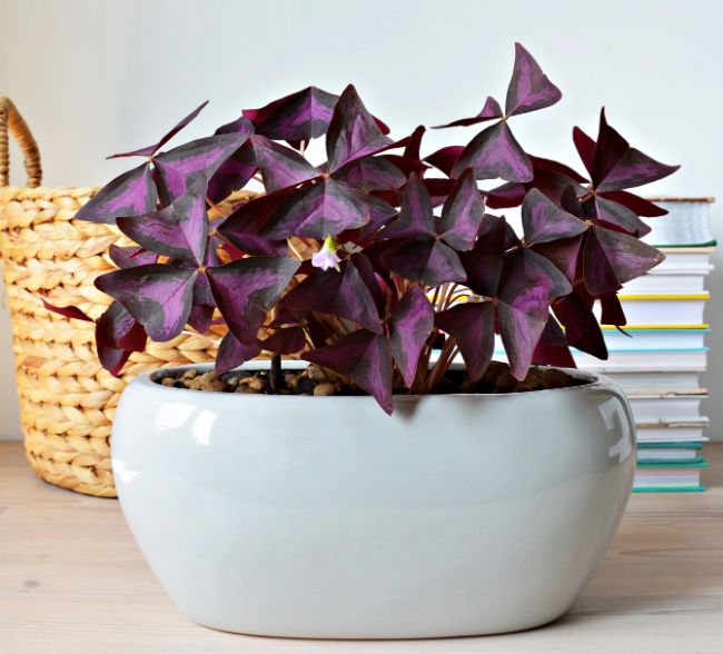 purple shamrock oxalis triangularis east facing window plants