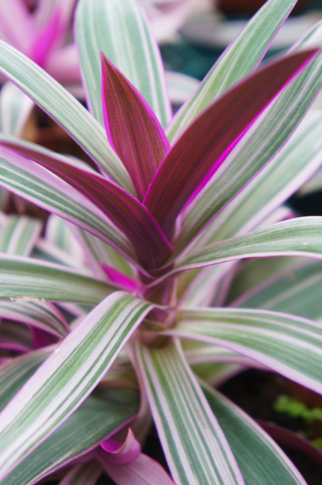 oyster plant care tradescantia spathacea tricolor