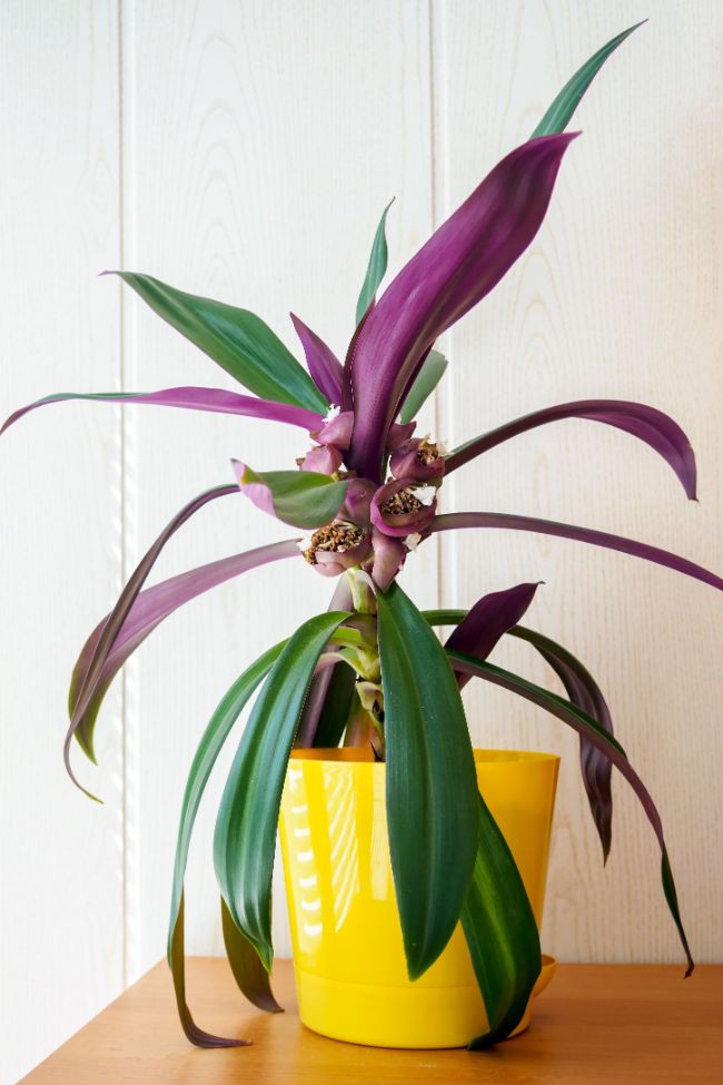 Tradescantia spathacea moses-in-the-cradle boat lily plant