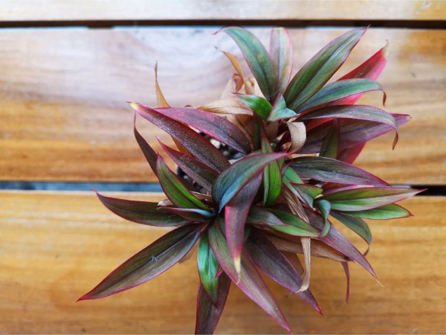 oyster plant brown leaves boat lily rhoeo plant