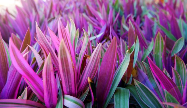 oyster plant coloration