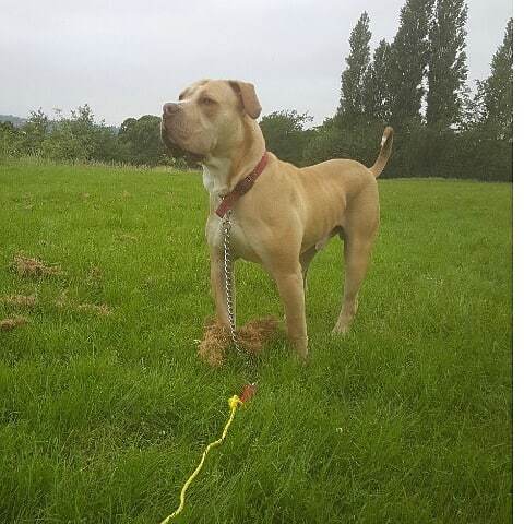 pakistani mastiff bully kutta