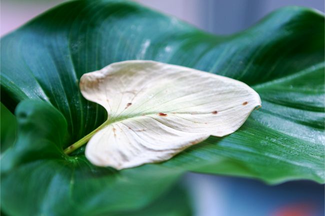 do indoor plants attract bugs