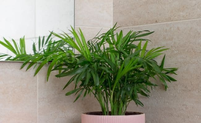 parlor palm in bathroom to help prevent brown tips