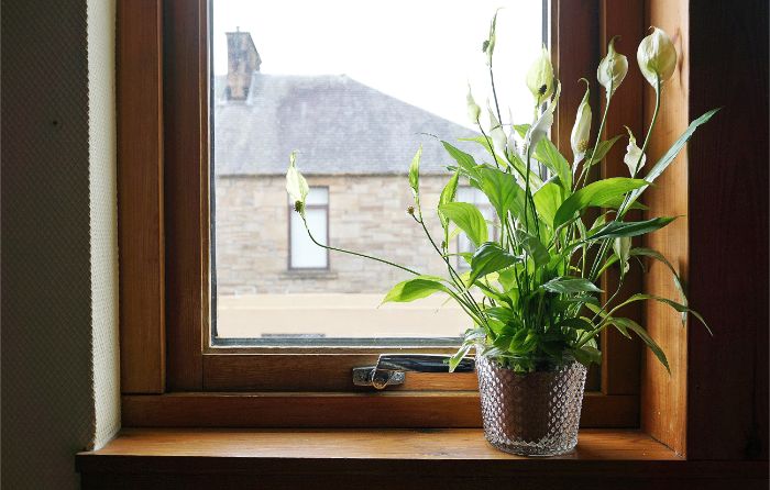 peace lily care spathiphyllum