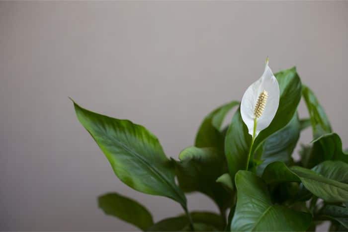 peace lily care spathiphyllum