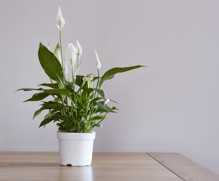 peace lily care spathiphyllum