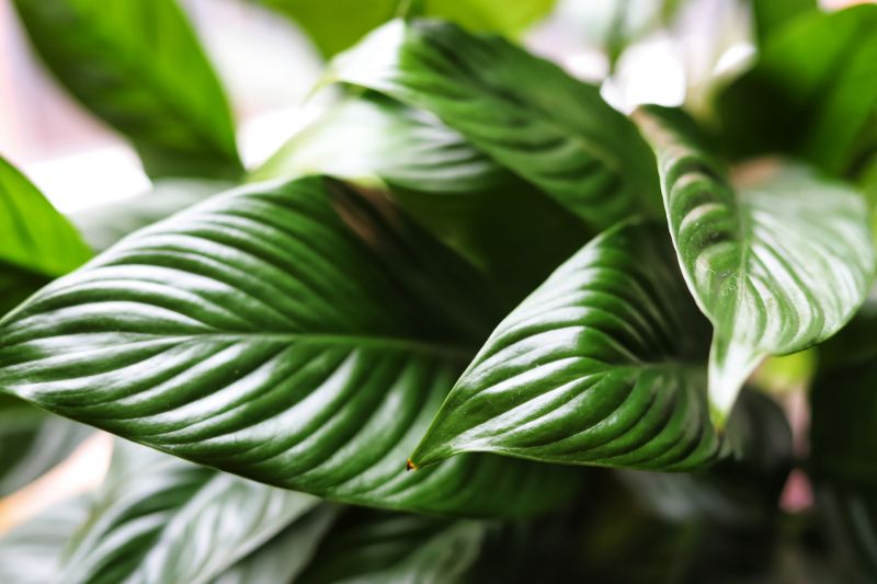 peace lily dying spathiphyllum