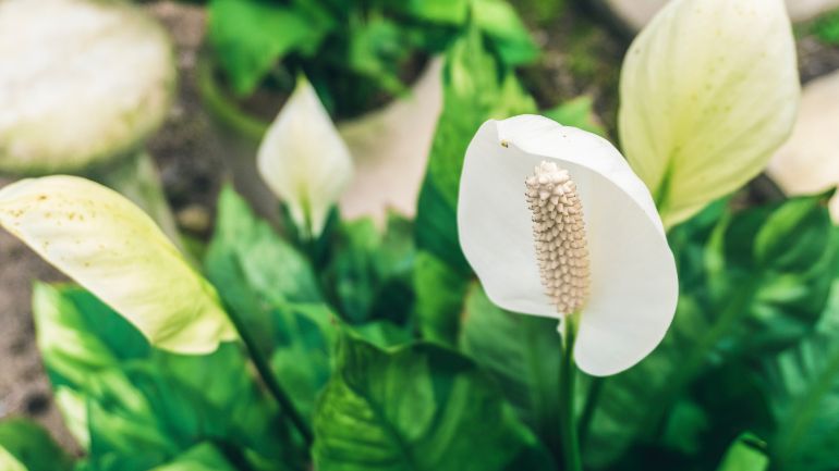 peace lily flowers turning green