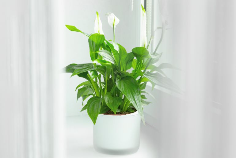 peace lily flowers turning green