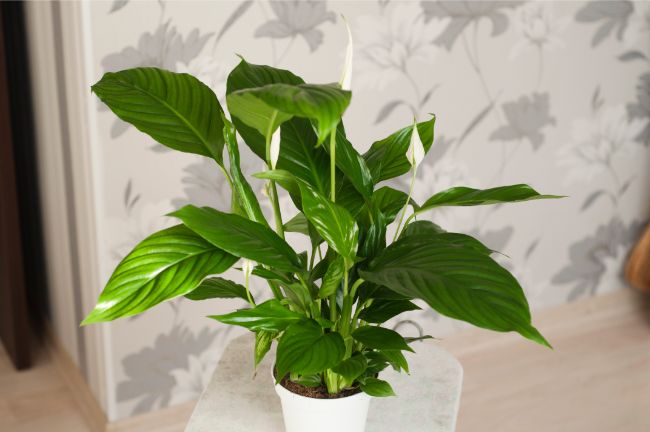 Peace Lily Spathiphyllum Wallisii large low light houseplants