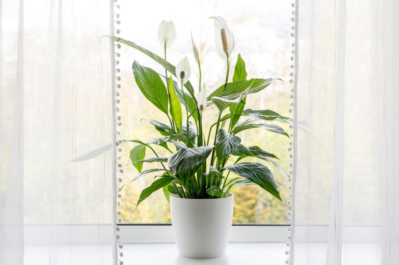 peace lily meaning and symbolism