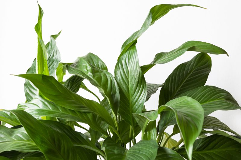 peace lily not blooming spathiphyllum