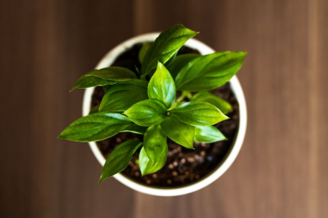 peace lily not blooming spathiphyllum