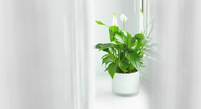 peace lily on windowsill