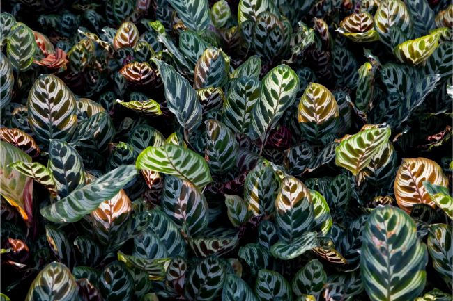 beautiful foliage of calathea makoyana peacock plant