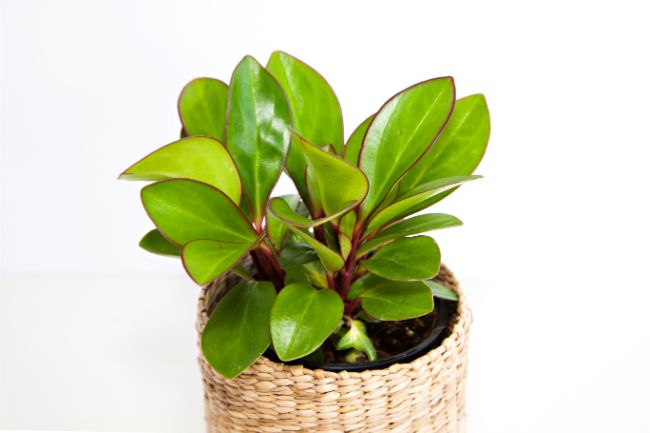 peperomia bathroom plant