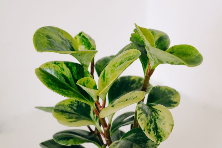 peperomia obtusifolia peperomia varieties