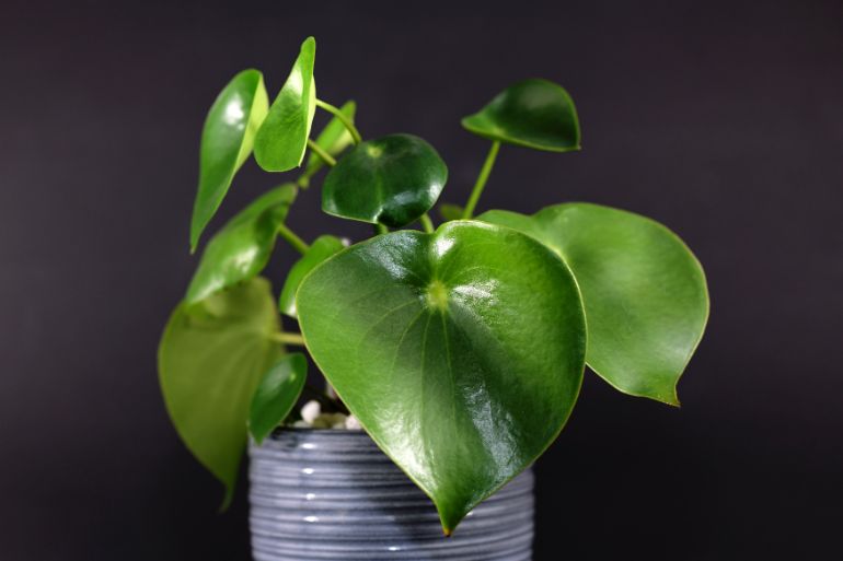 peperomia polybotrya peperomia varieties