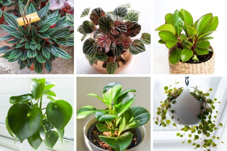 peperomia varieties