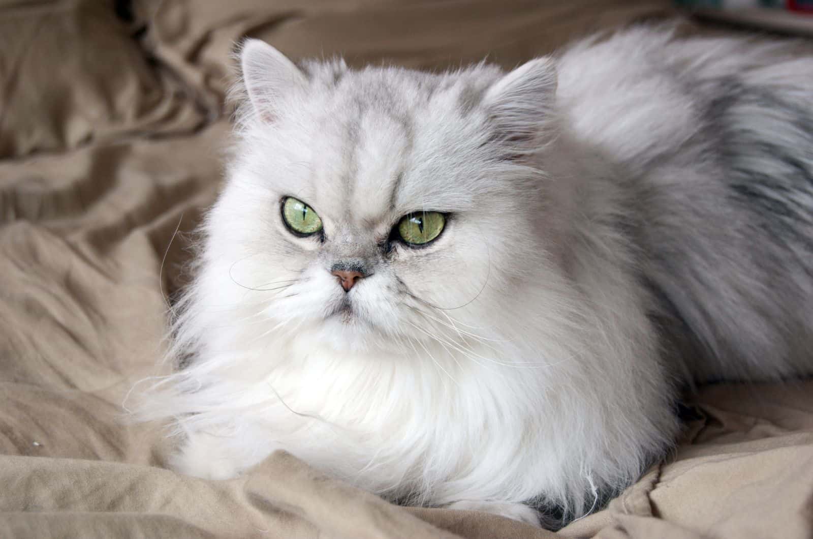 persian cat