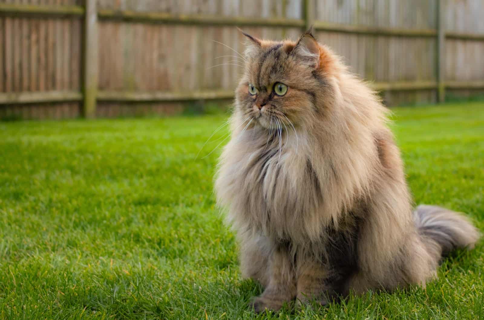 persian long haired cat sitting on grass