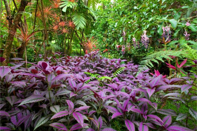 Strobilanthes dyerianus