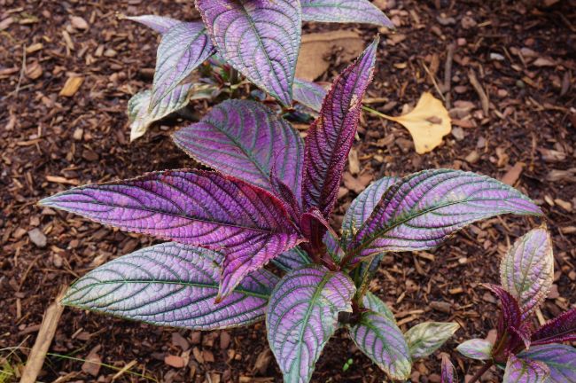 persian shield care Strobilanthes dyerianus