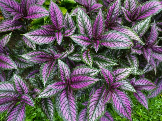 persian shield care Strobilanthes dyerianus