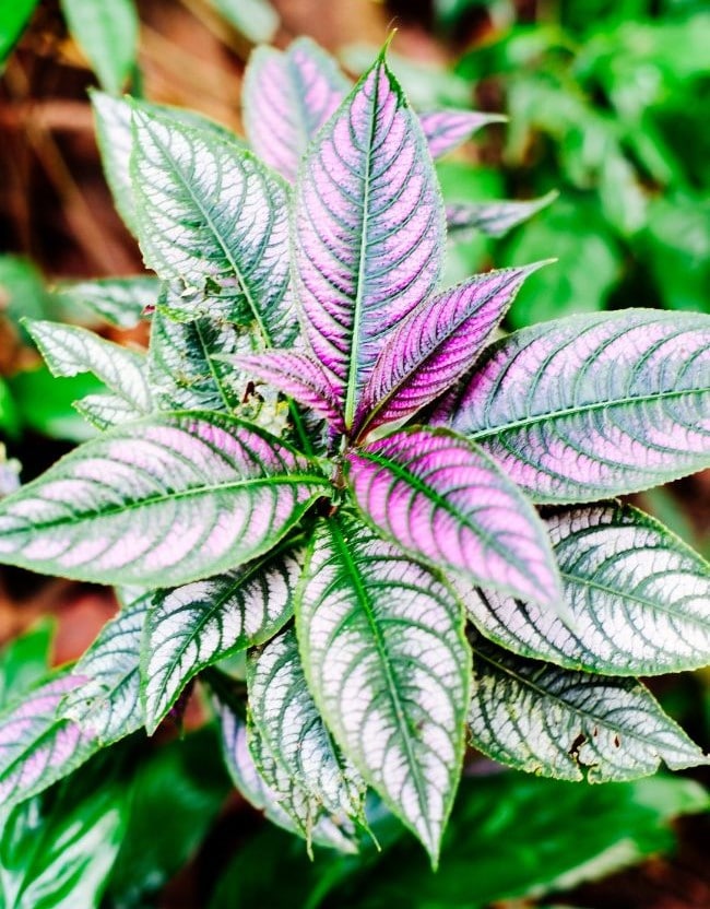 persian shield care Strobilanthes dyerianus