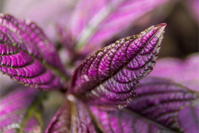 Strobilanthes dyerianus care