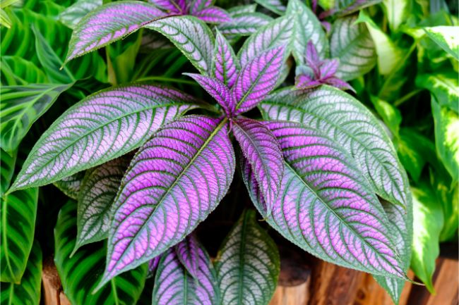 Strobilanthes dyerianus