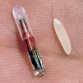 pet microchip compared to grain of rice