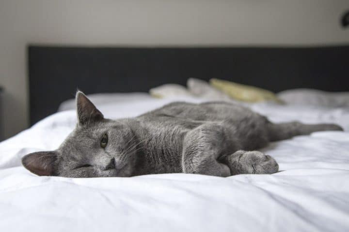 Why do cats sleep at the foot of the bed?