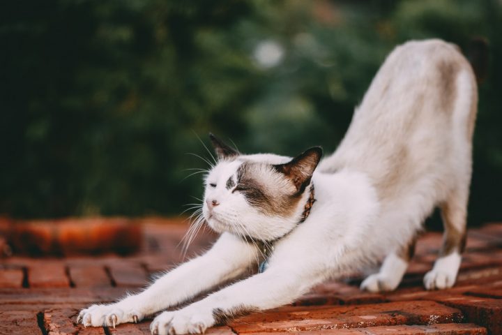 Why Do Cats Arch Their Backs When You Pet Them