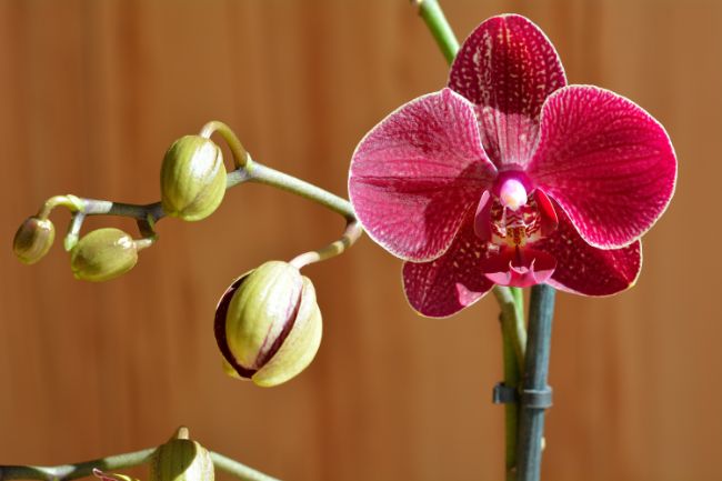 phalaenopsis orchid with red flowers