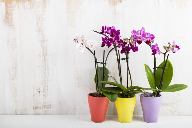 phalaenopsis orchid care for beginners